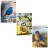 Тетрадка А4 мат/UV Birds 60+2 л.ред 70 г/м2 Spree_ бр 1