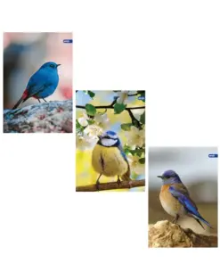 Alternative view of Тетрадка А4, мат/UV Birds, 60+2 л.ред, 70 г/м2, Spree_, каш 30